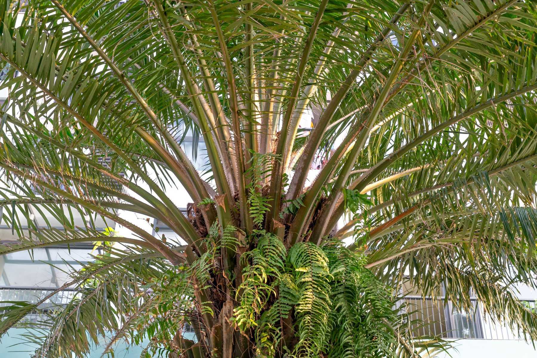 Tree & Plant Installation in Goodyear AZ